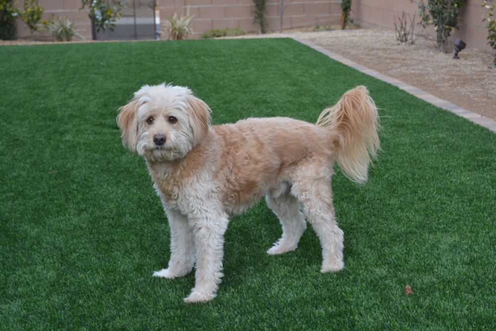 Atlanta artificial grass landscaping